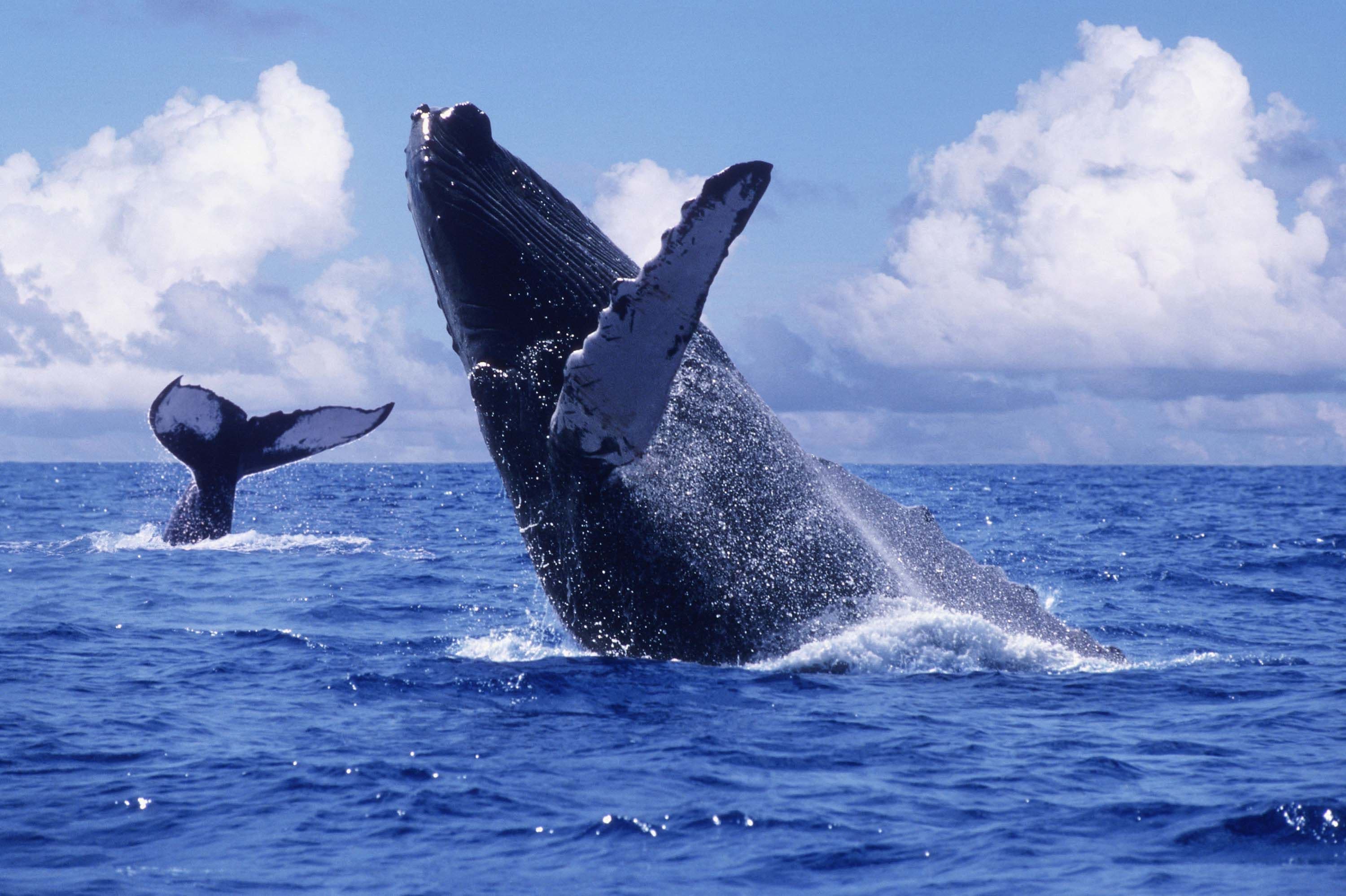 Temporada de ballenas 2026: así se dinamiza el turismo en el Pacífico colombiano entre julio y octubre Temporada de ballenas 2026: así se dinamiza el turismo en el Pacífico colombiano entre julio y octubre