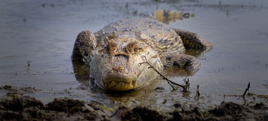 Minambiente anuncia plan de acción para el caimán llanero tras denuncias de meses sin alimentación y muertes