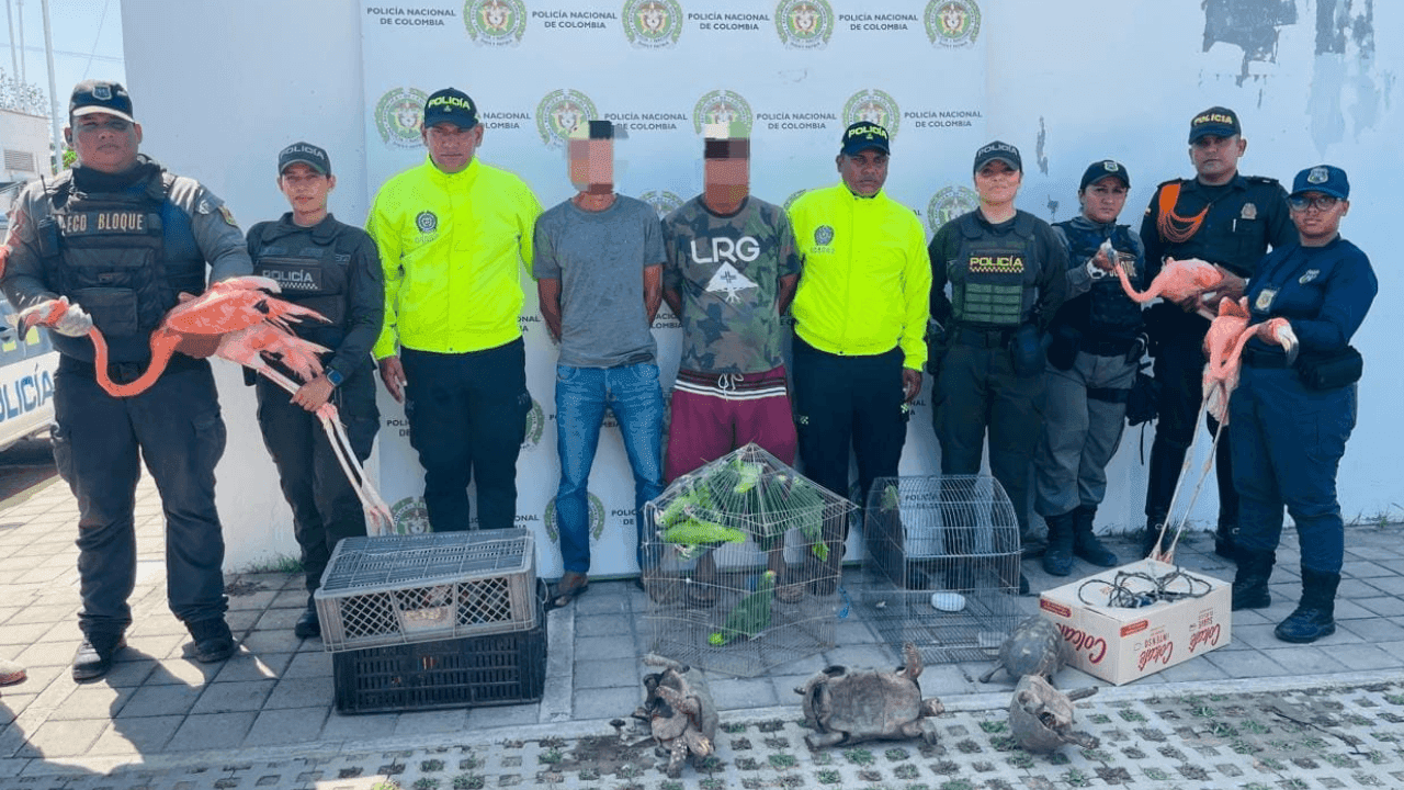 Policía desarticula red de tráfico de fauna en el Caribe: rescató más de 100 animales silvestres en peligro de extinción