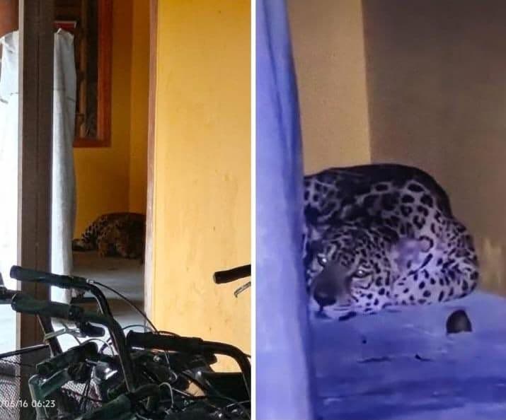 ¿Qué hacía un jaguar en biblioteca de la Universidad Nacional de Leticia? Lo que se sabe