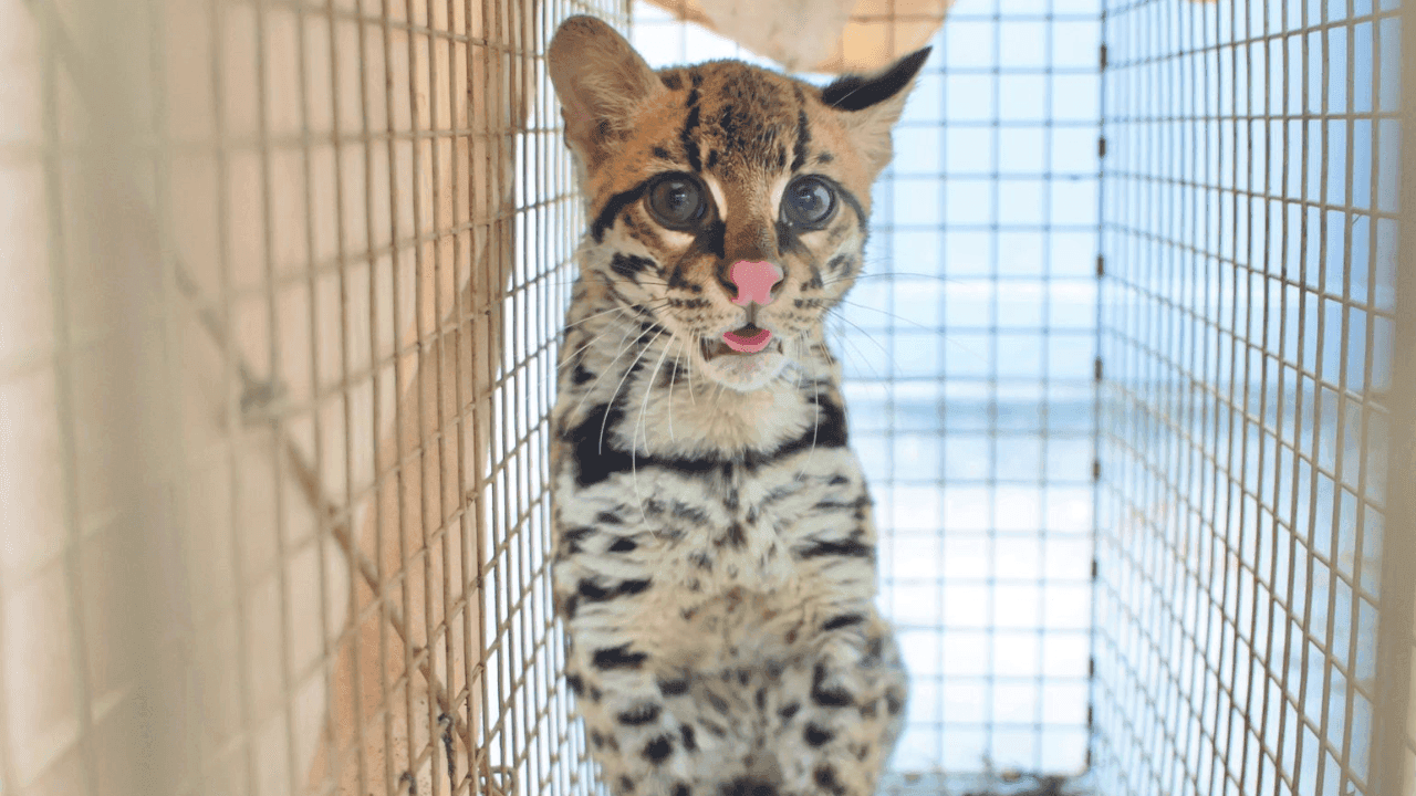 Rescatan a un ocelote víctima de tráfico ilegal que apareció en jardín infantil en Suba
