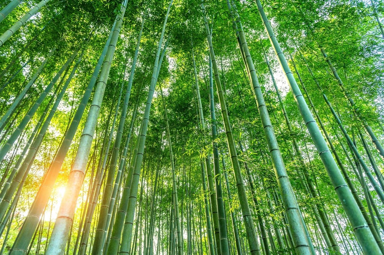 photologuephotos2023-09bosque-bambu-fondo-naturaleza_1jpg