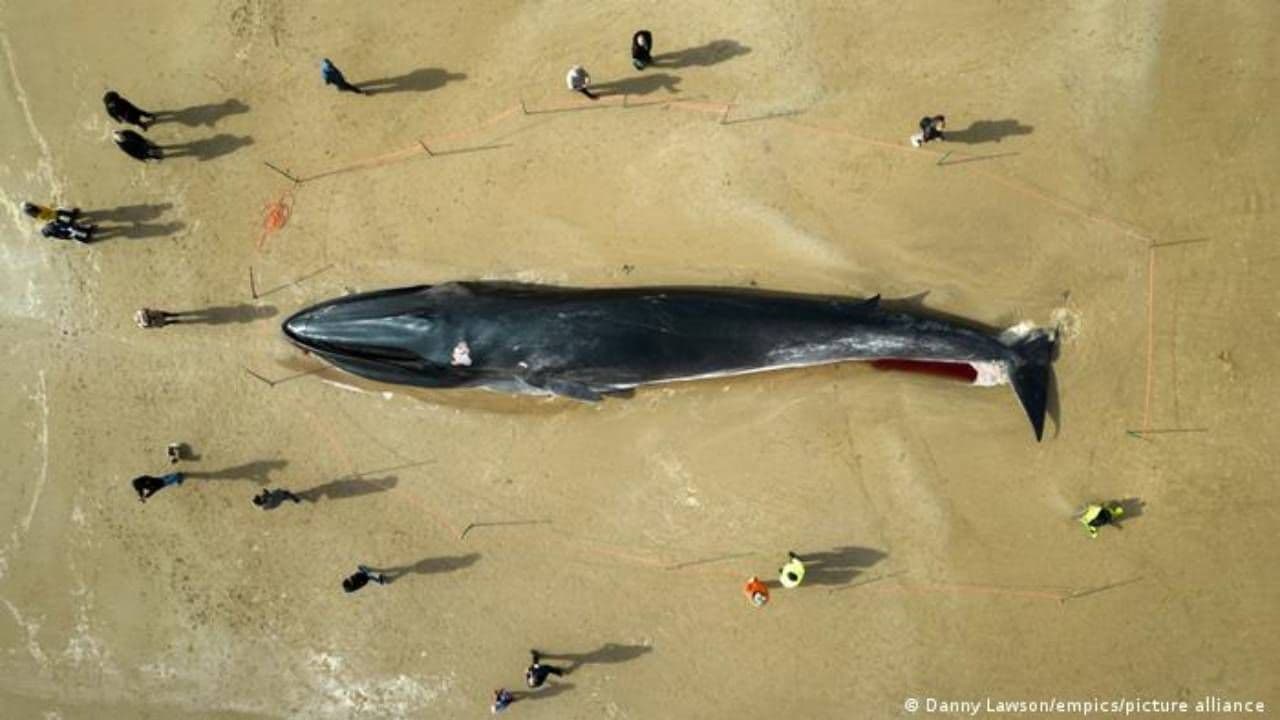photologuephotos2024-05japon_cazara_ballenas_de_aleta_el_segundo_animal_mas_grandejpg