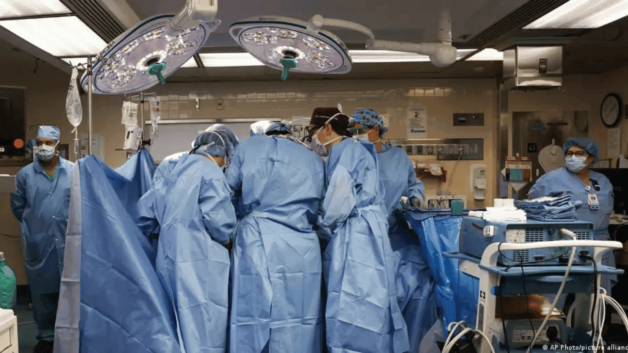 photologuephotos2024-05transplante_rinon_de_cerdopng