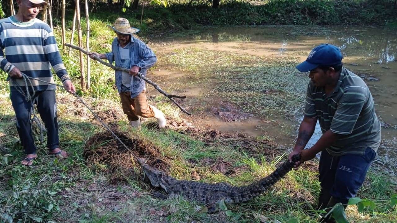 photologuephotos2024-11recuperan_tres_caimanes_que_escaparon_de_la_granja_experimental_crocodyliajpg