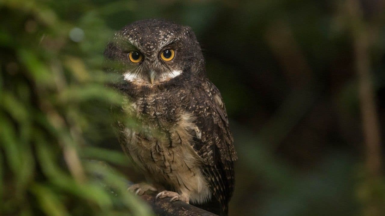 photologuephotos2024-12fauna_megascopsalbogularis_1jpg