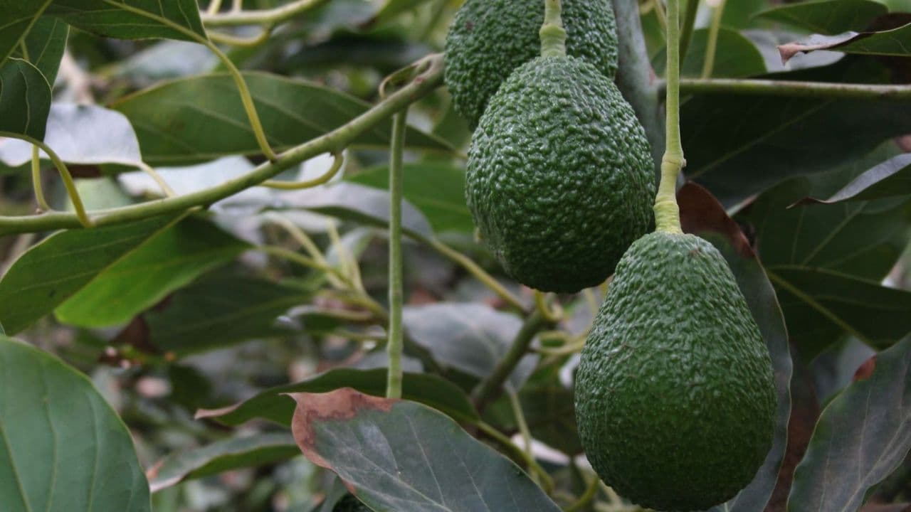 photologuephotos2025-02colombia_exportara_mas_de_6500_toneladas_de_aguacate_hass_para_el_super_bowl_2025jpg