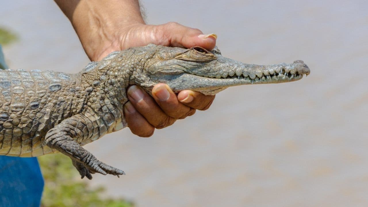 photologuephotos2025-03caiman_llanero_portadajpg