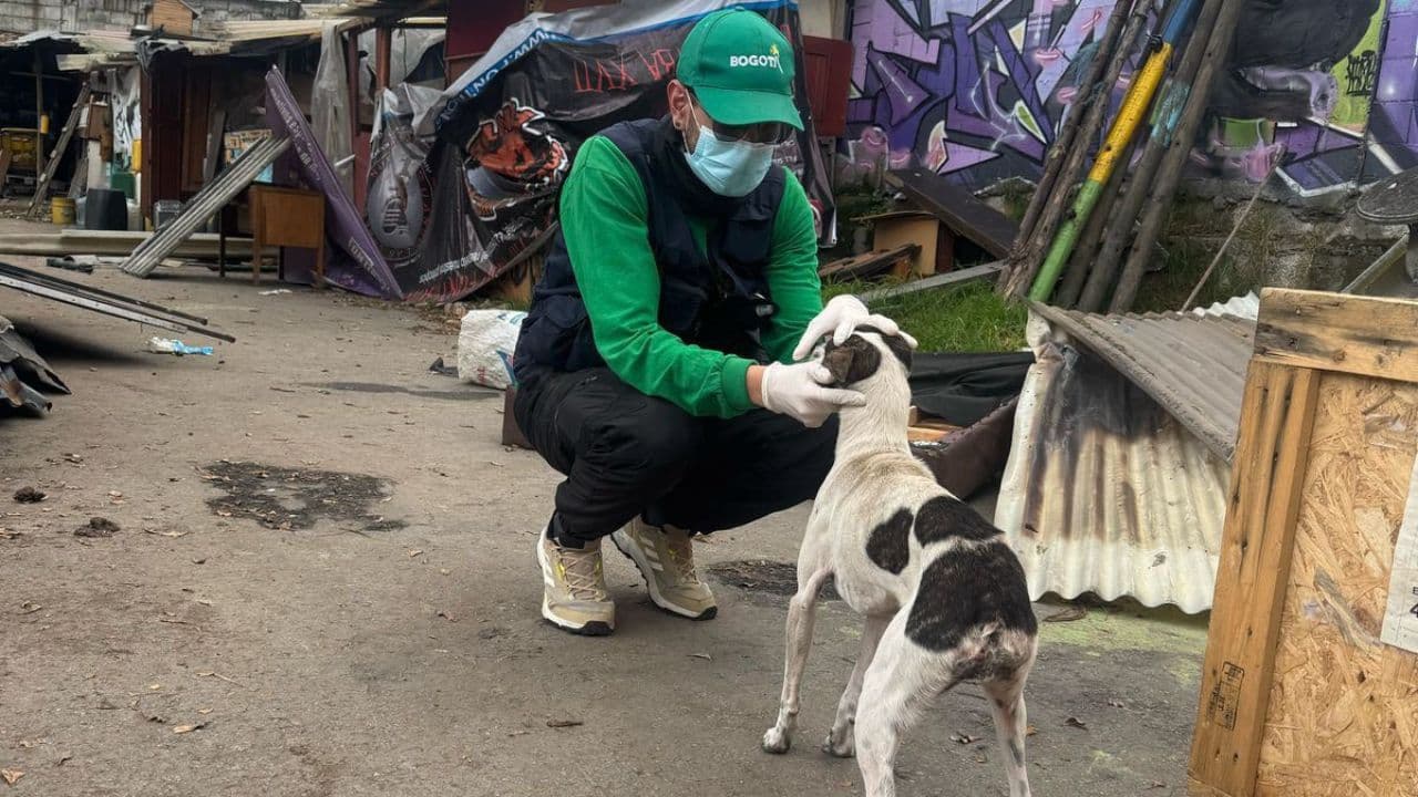 photologuephotos2025-02con_apoyo_del_undmo_distrito_desalojo_refugio_que_atendia_a_mas_de_40_animales_rescatados_en_fontibonjpg
