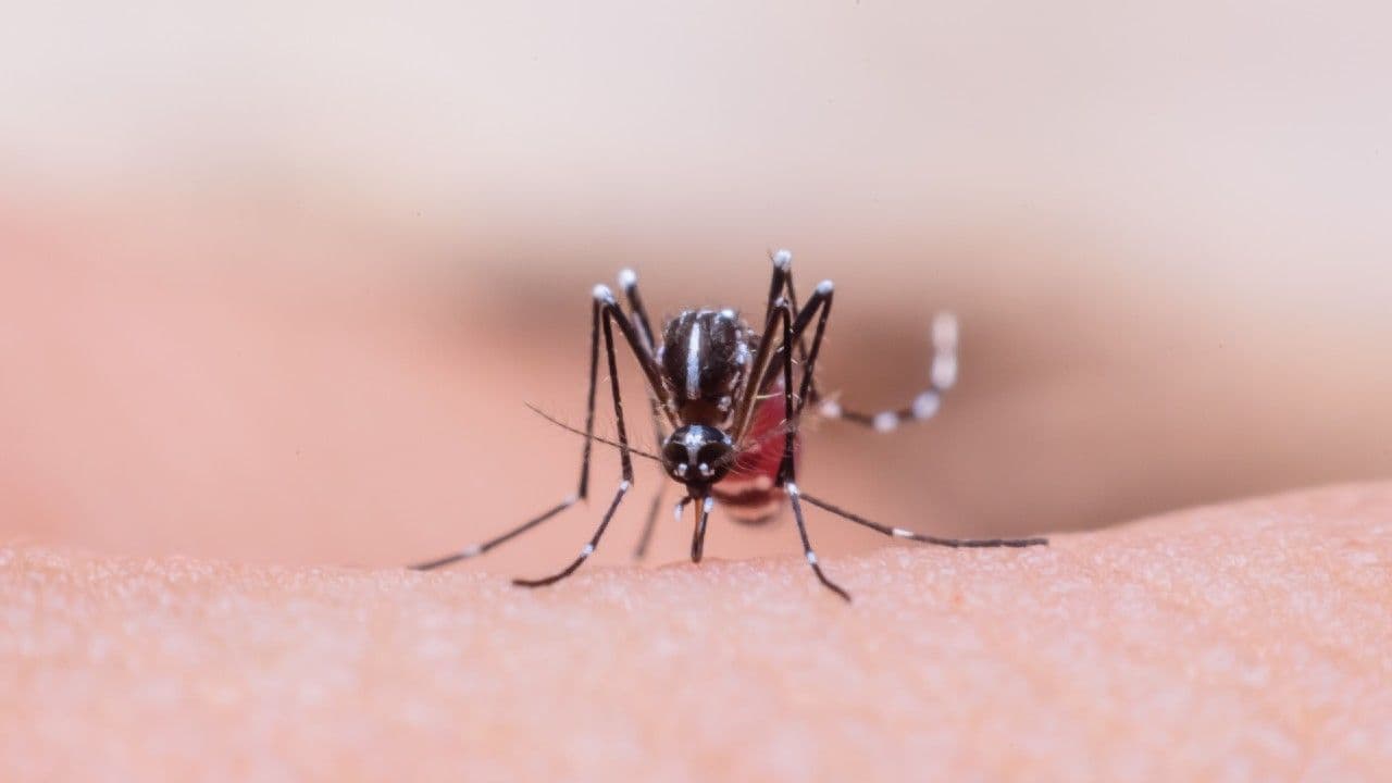 photologuephotos2025-04dengue_fiebre_amarillajpg