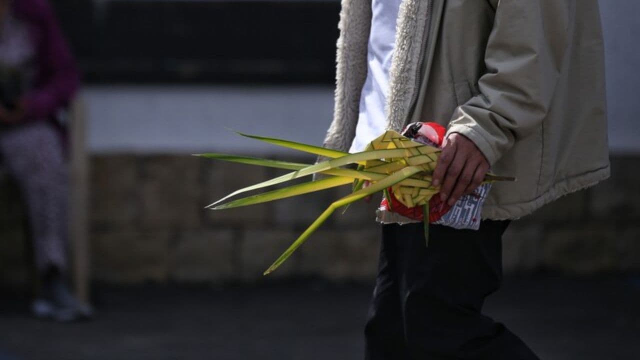 photologuephotos2025-04autoridades_recuperaron_mas_de_68_kilos_de_palmas_silvestres_comercializadas_ilegalmente_en_semana_santajpg