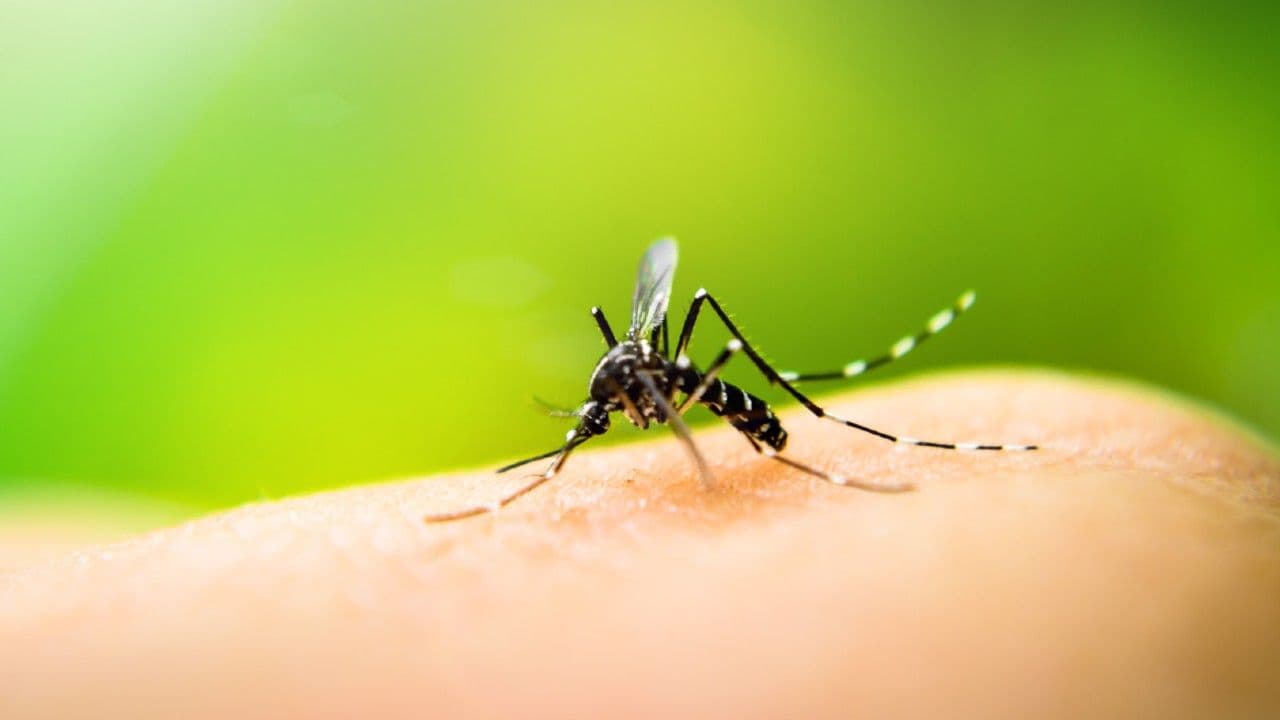photologuephotos2025-04mosquitosjpg