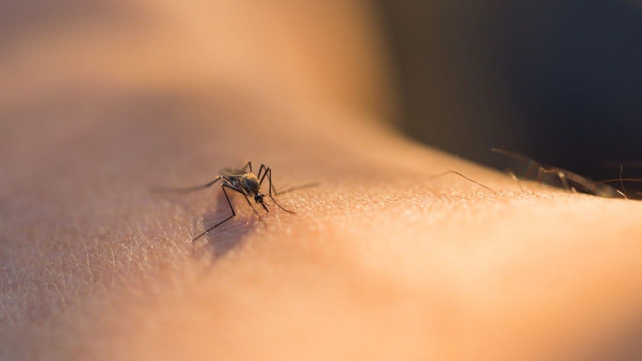 photologuephotos2025-04mosquitos_transmisionjpg