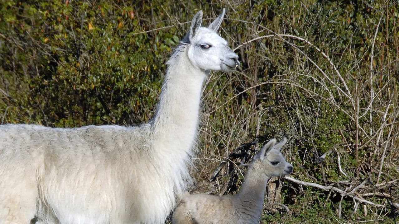 photologuephotos2025-06llamasjpg