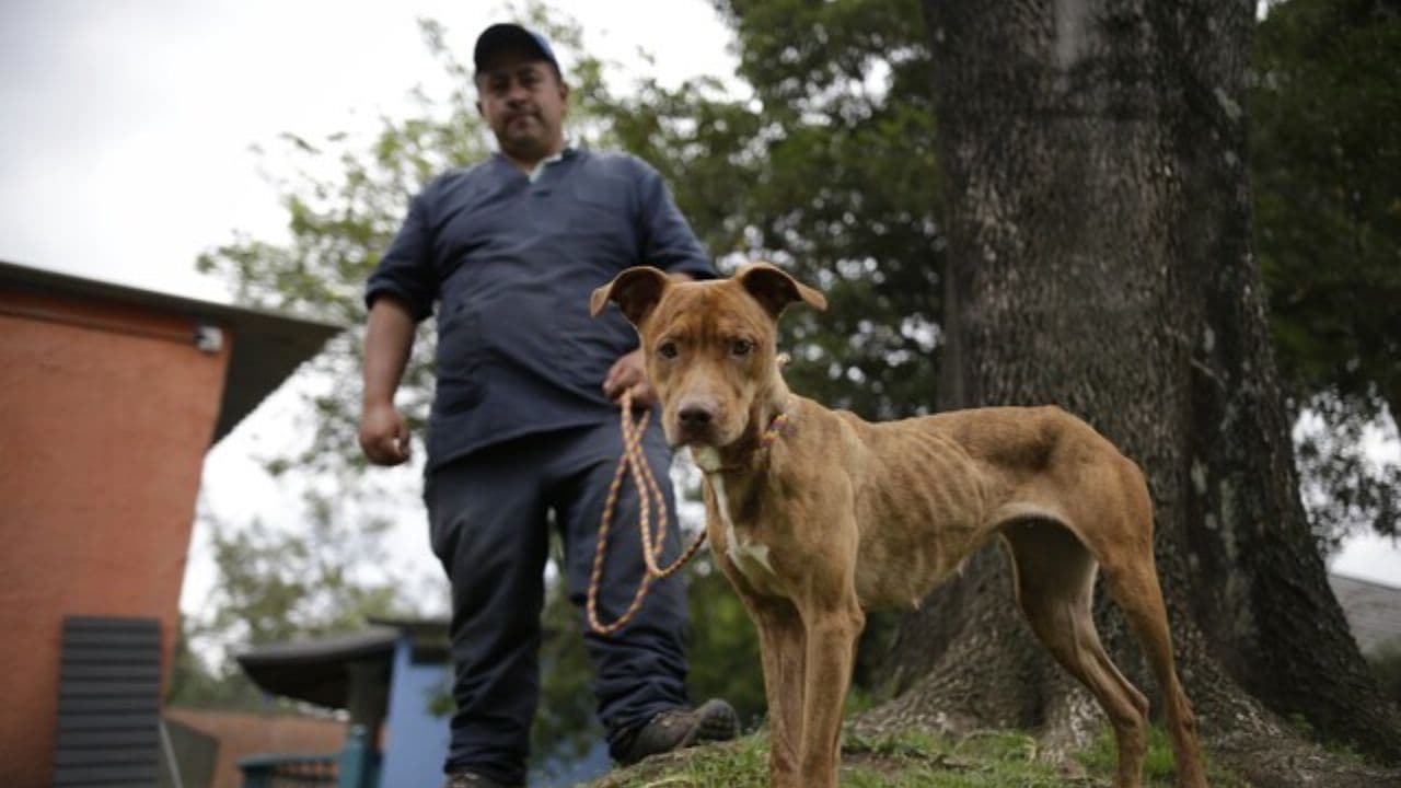 photologuephotos2025-0812_anos_40000_millones_y_ningun_albergue_procuraduria_advierte_retrasos_en_proyecto_para_animales_abandonados_en_bogotajpg