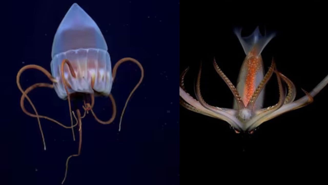 photologuephotos2025-08en_fotos_los_hallazgos_mas_impresionantes_de_la_expedicion_de_conicet_en_el_canon_de_mar_del_platajpg