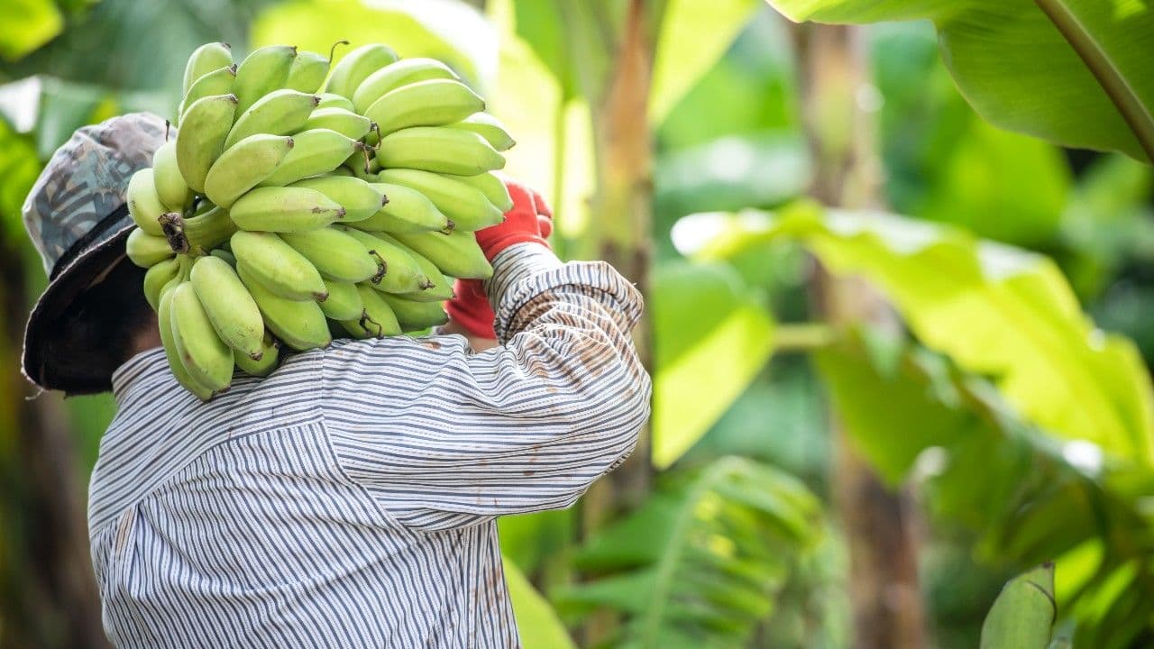 photologuephotos2025-08una-granjera-asiatica-sostiene-platanos-crudos-y-recolecta-productos-en-su-plantacion-bananera_1jpg