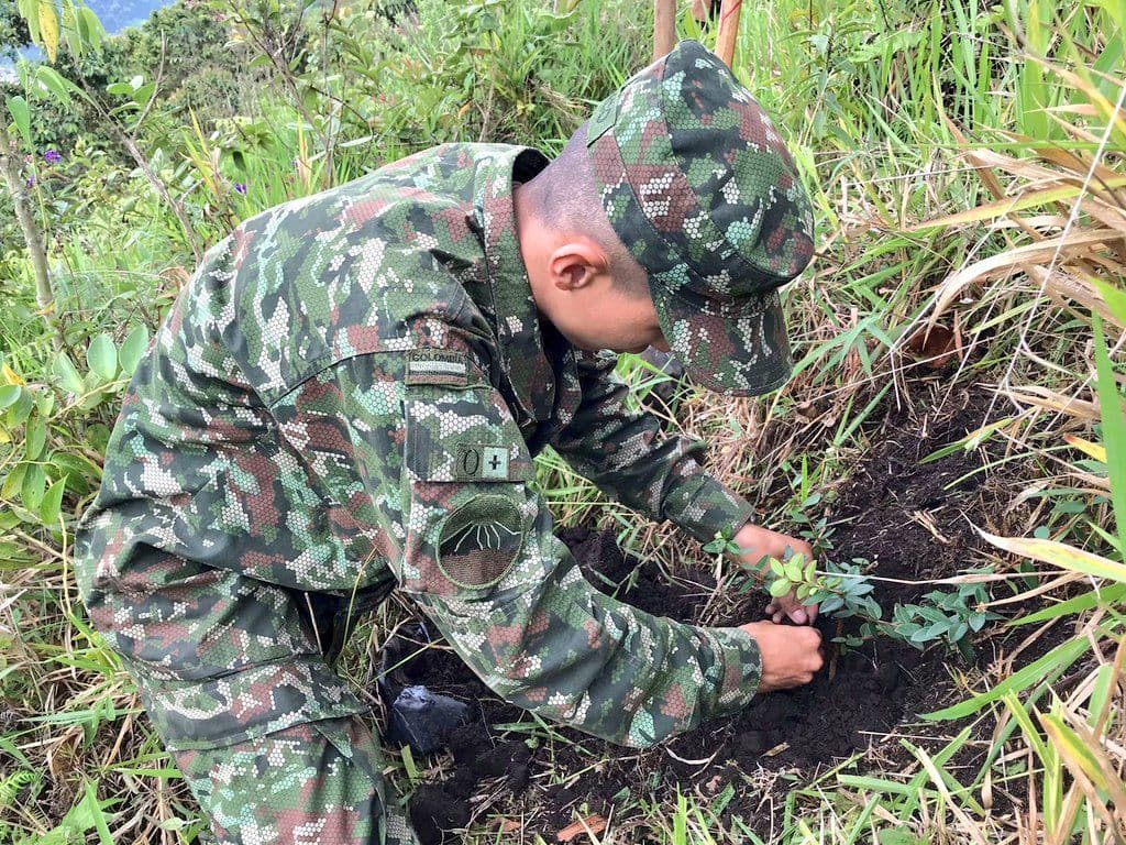 soldado frailejon