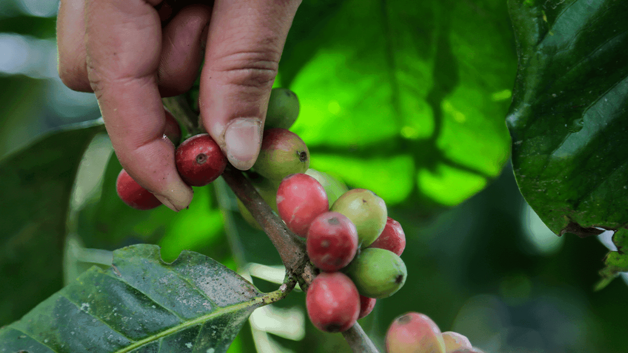 Grano de café colombiano