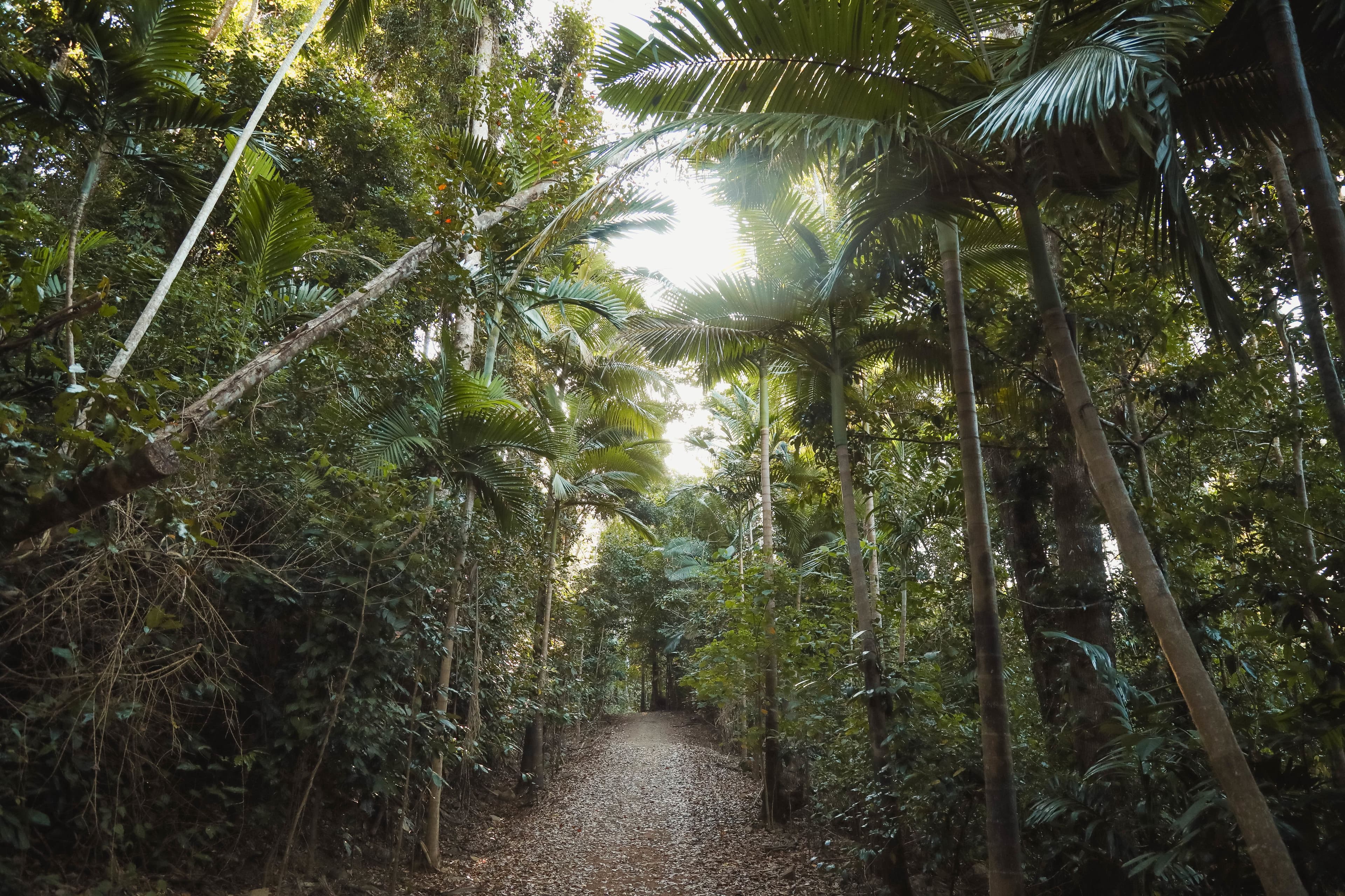 Bosques Tropicales