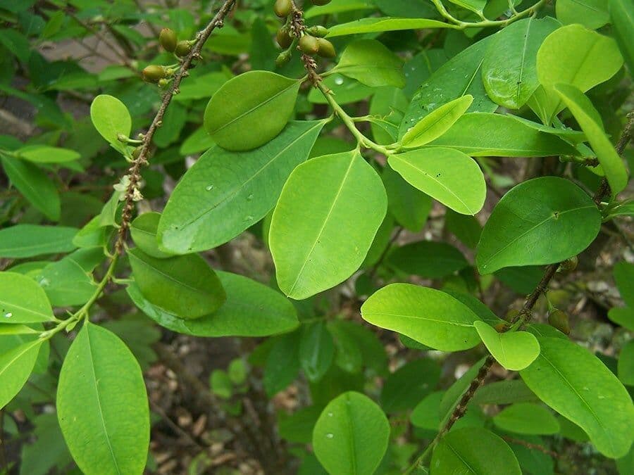 Hoja de coca