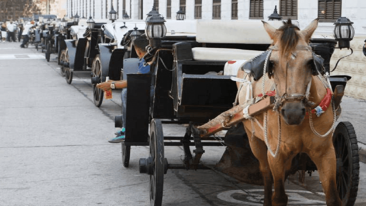 Foto de los viejos coches de caballos en Cartagena. Foto Alcaldía de Cartagena.