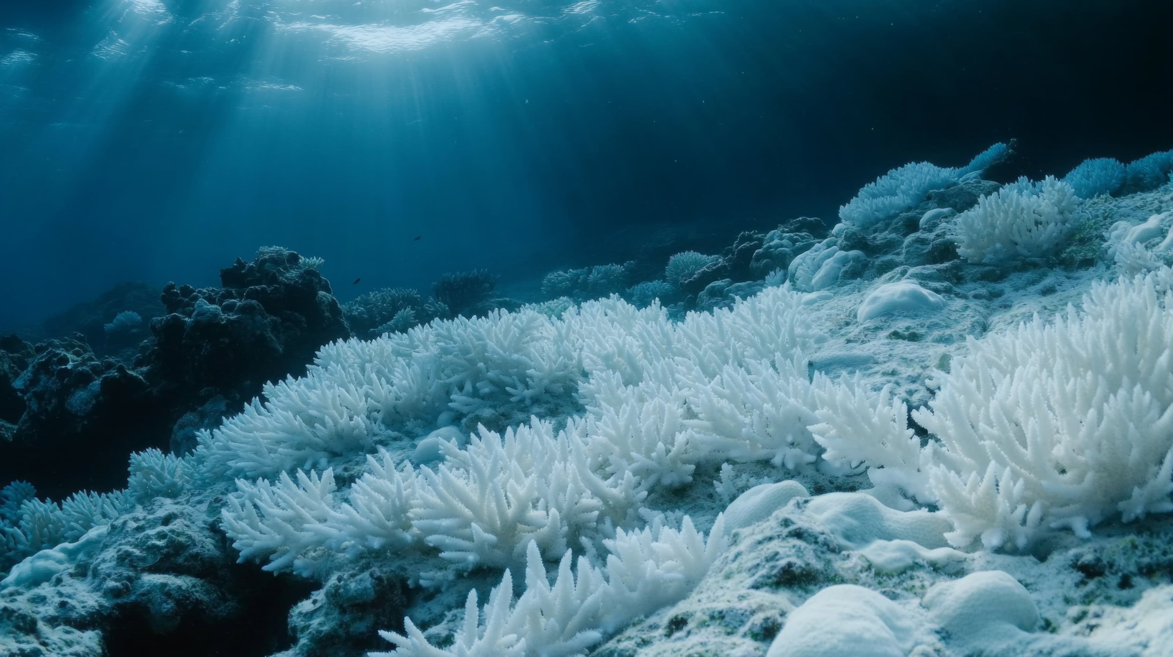 Arrecife de coral blanqueado