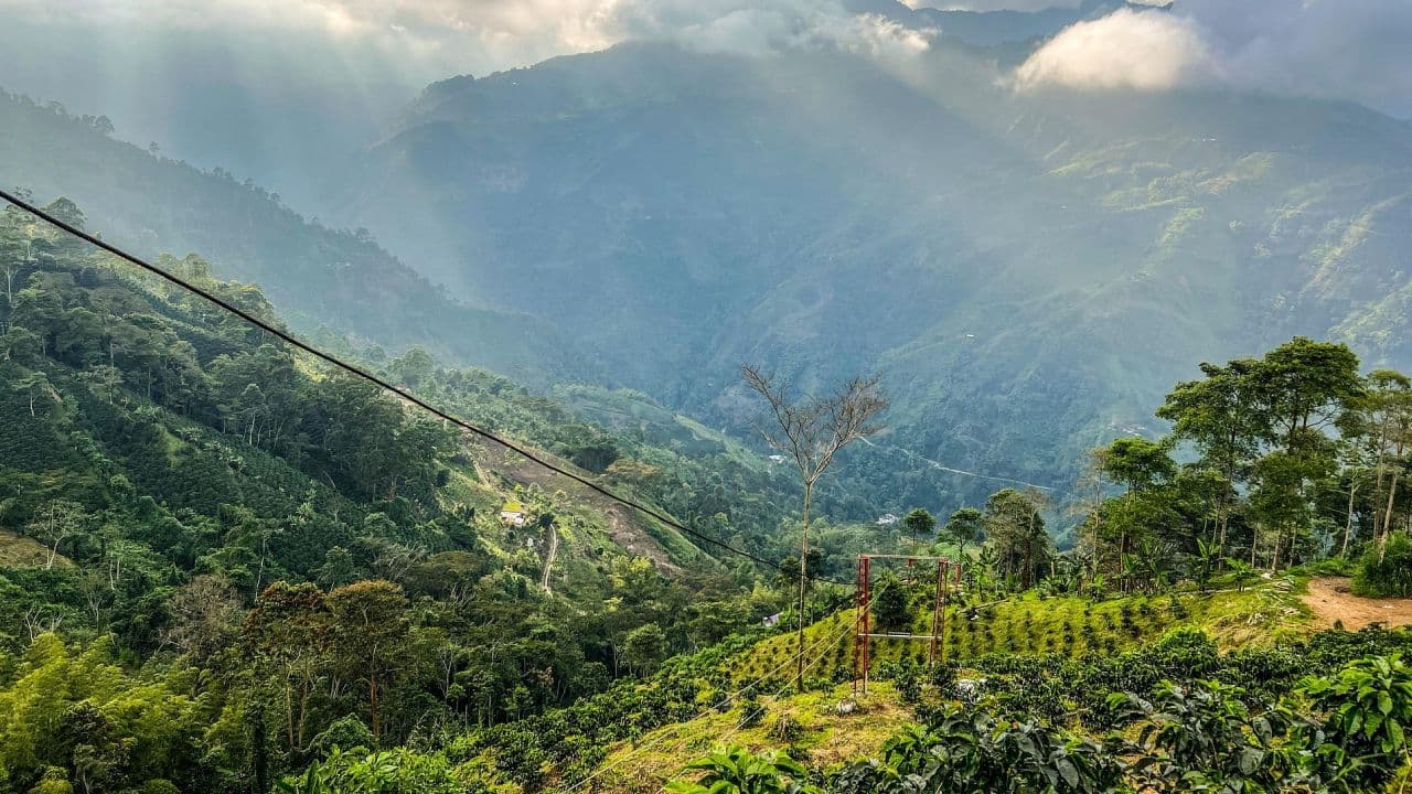 paisaje cafetero colombiano -  entrevista anato