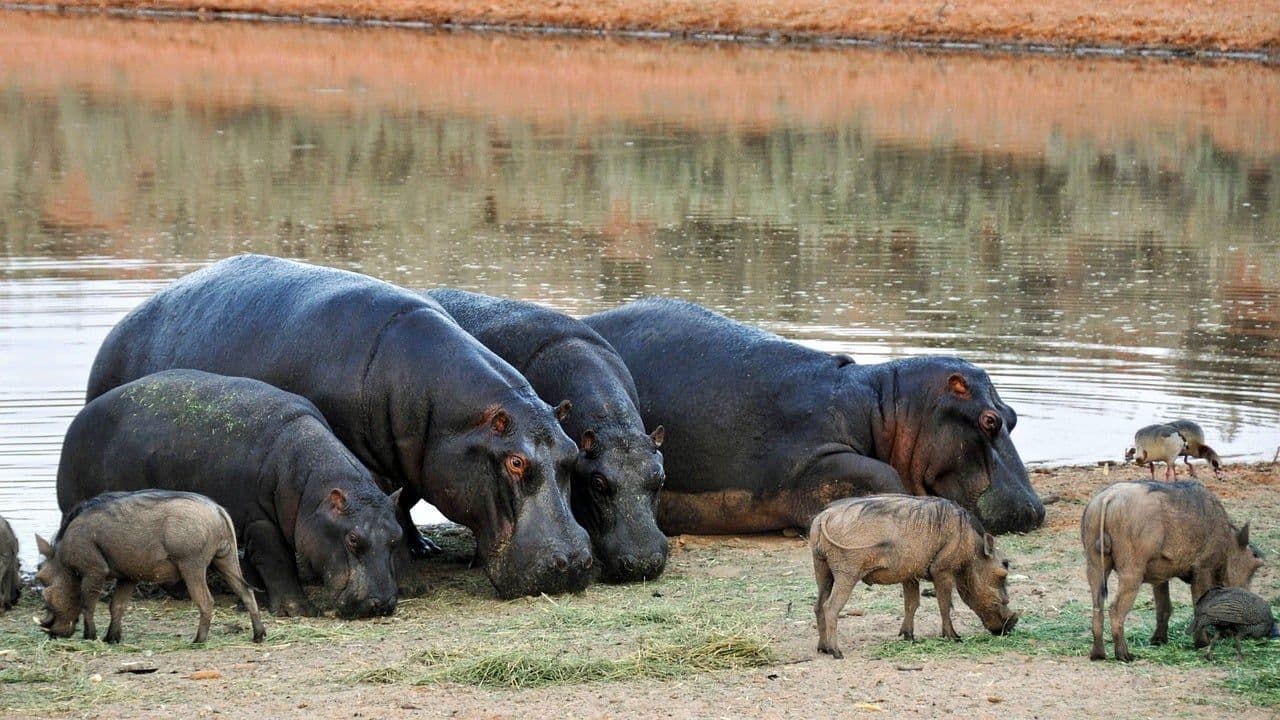 photologuephotos2023-04hippopotamus-g45e00cf05_1280jpg