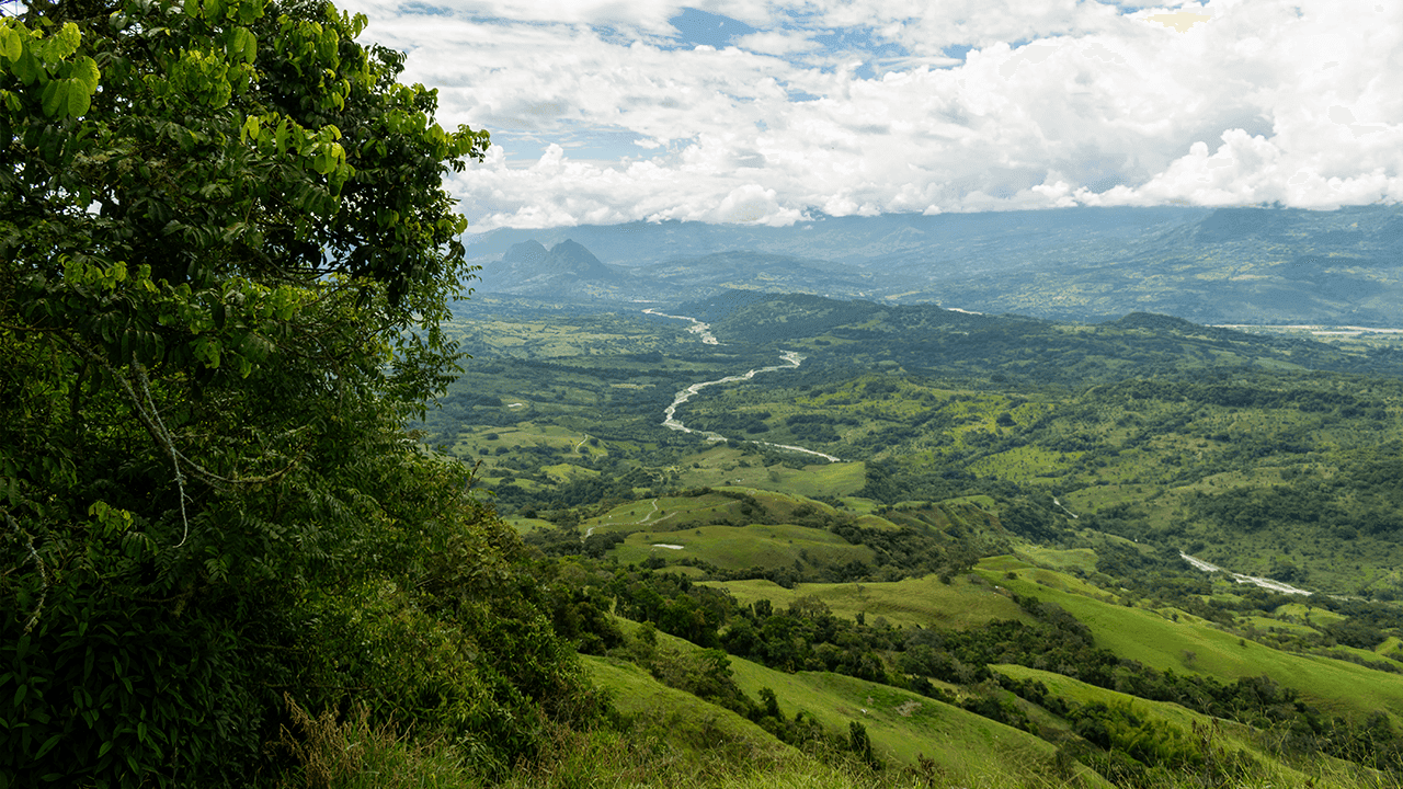 Reforestación