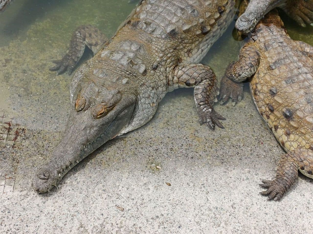 Minambiente definió nuevas responsabilidades para fortalecer la conservación y recuperación del caimán llanero en Colombia. Crédito: Comunicaciones Facultad de Ciencias UNAL