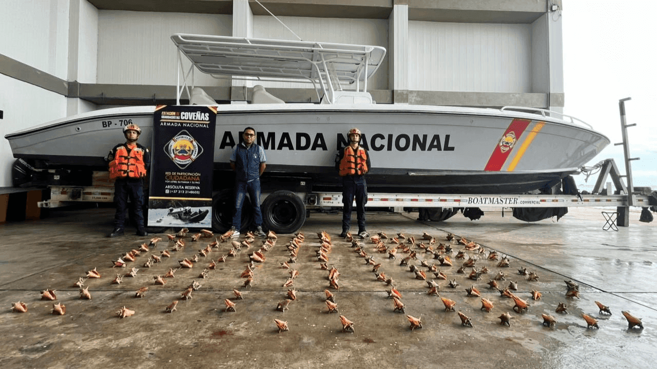 Armada incauta 151 caracoles pala en el Caribe: iban a ser comercializados pese a ser una especie protegida