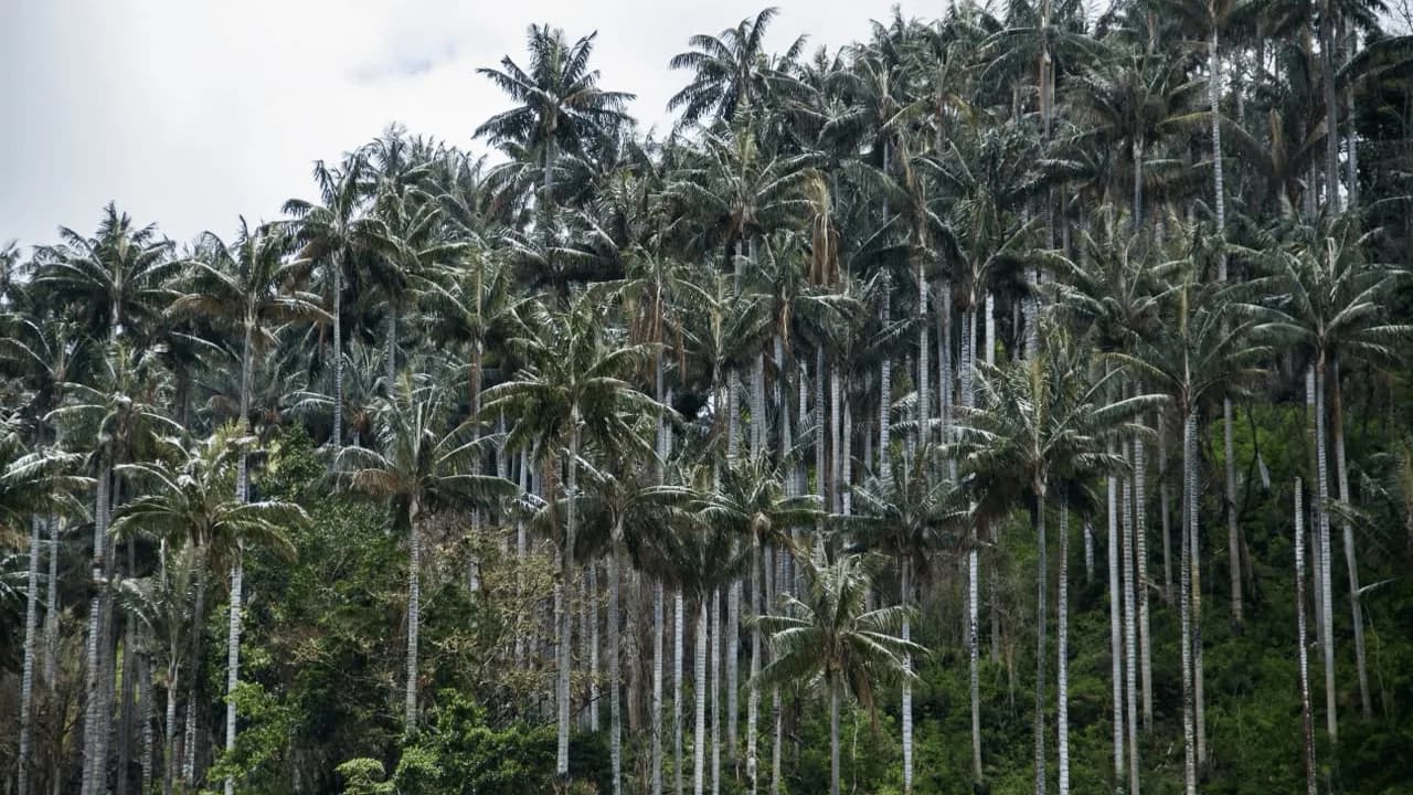 Colombia declaró el Santuario de Flora Palmares de Tochecito, el mayor refugio de palma de cera del mundo