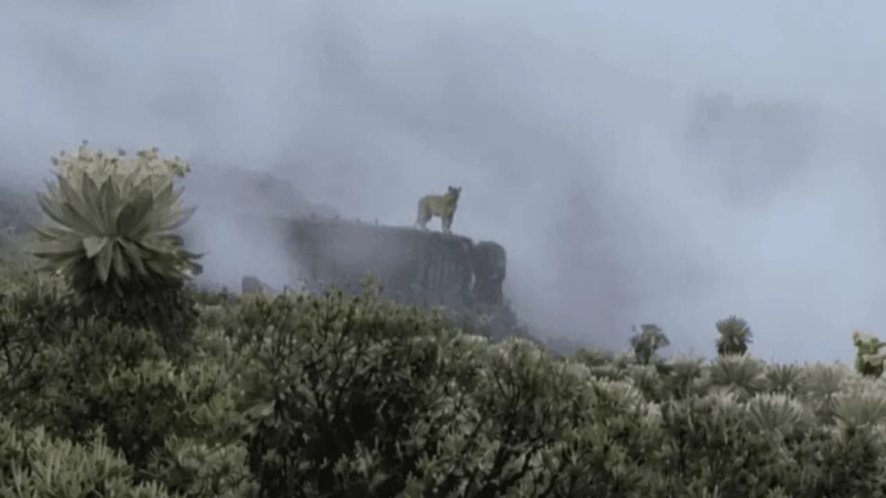 Un nuevo registro de puma confirma la presencia de este emblemático felino en el Parque Nacional Natural Pisba. Créditos: X - @ParquesColombia