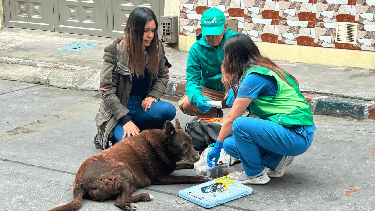 ¿Encontró un animal de calle herido? Así funciona la Línea 123 para atender emergencias veterinarias en Bogotá