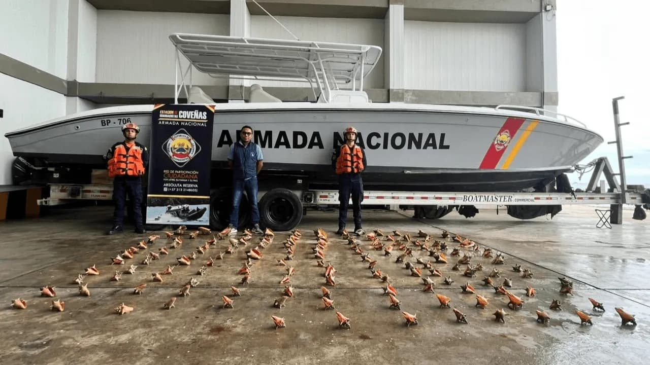 Armada incauta 151 caracoles pala en el Caribe: iban a ser comercializados pese a ser una especie protegida