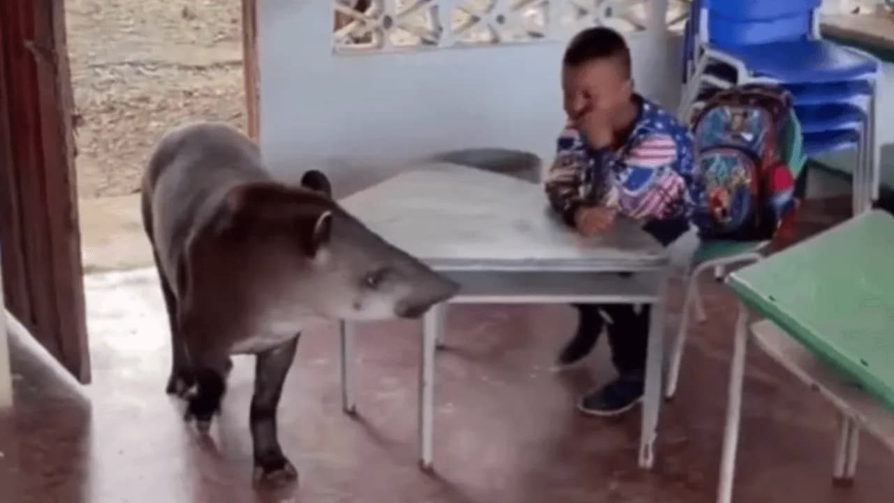 Una danta sorprendió a estudiantes al ingresar a un colegio del Guaviare: expertos explican cómo actuar ante un animal silvestre
