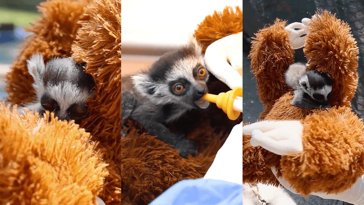 La historia de la cría de lémur que sobrevive aferrada a un peluche luego de ser rechazado por su madre