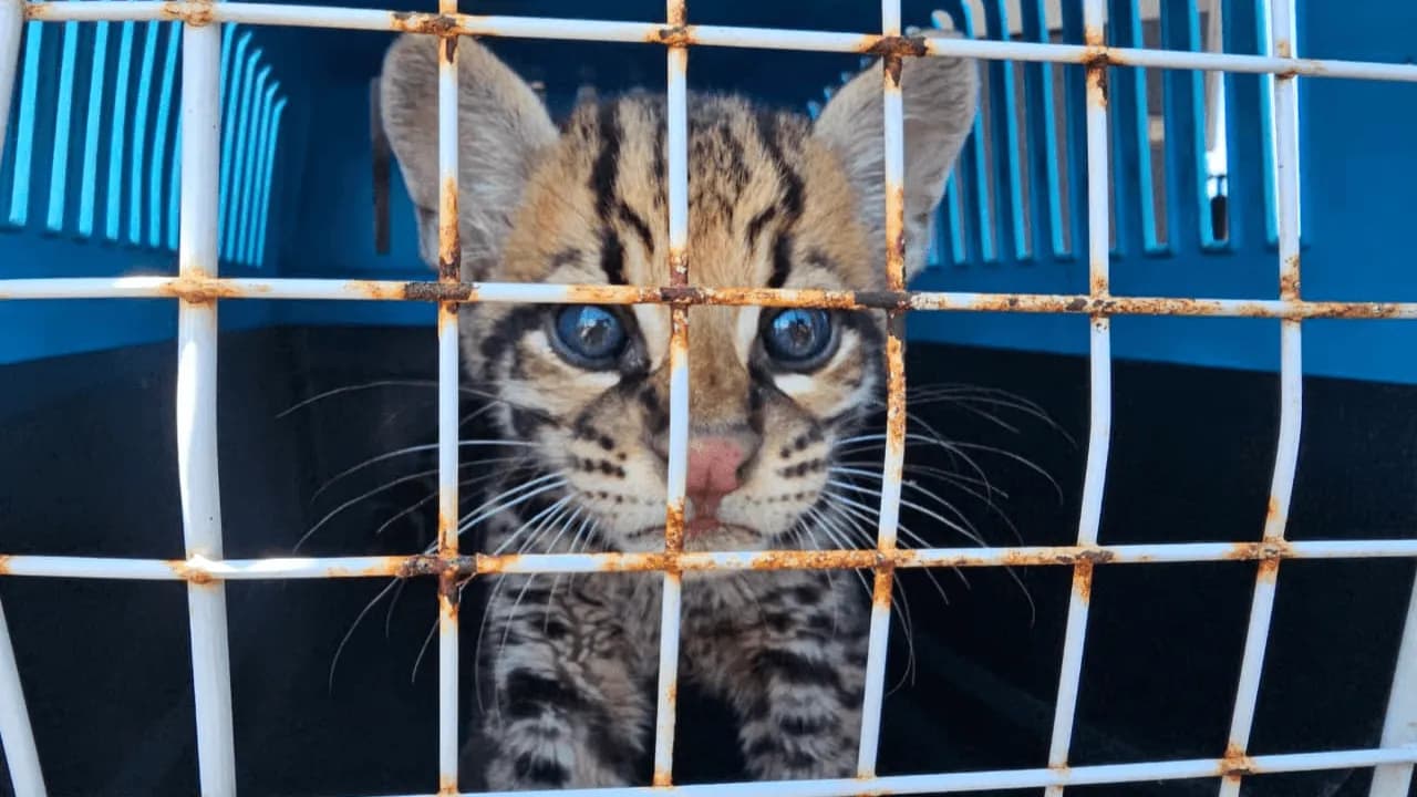 Así fue el rescate de un tigrillo que era mantenido como mascota en el Vichada