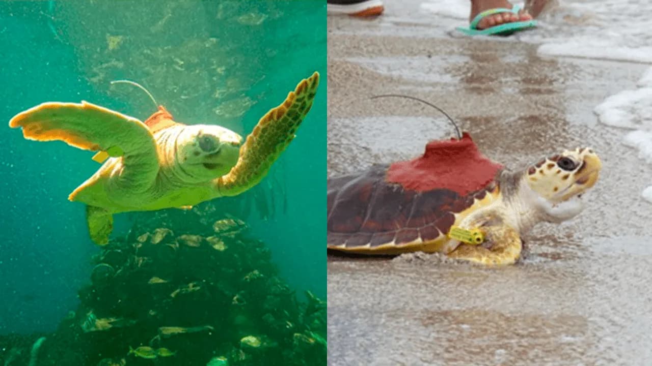 Tortugas marinas desafían las corrientes del Caribe y revelan las amenazas que enfrentan en sus recorridos