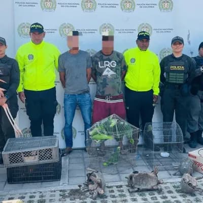 Policía desarticula red de tráfico de fauna en el Caribe: rescató más de 100 animales silvestres en peligro de extinción