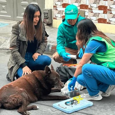 ¿Encontró un animal de calle herido? Así funciona la Línea 123 para atender emergencias veterinarias en Bogotá