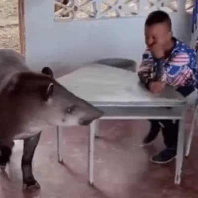Una danta sorprendió a estudiantes al ingresar a un colegio del Guaviare: expertos explican cómo actuar ante un animal silvestre