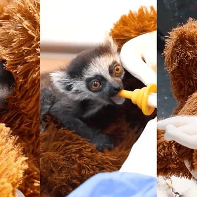 La historia de la cría de lémur que sobrevive aferrada a un peluche luego de ser rechazado por su madre