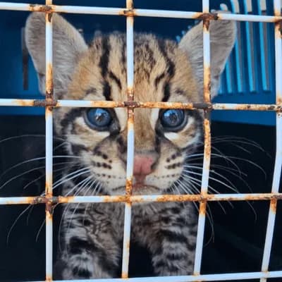 Así fue el rescate de un tigrillo que era mantenido como mascota en el Vichada