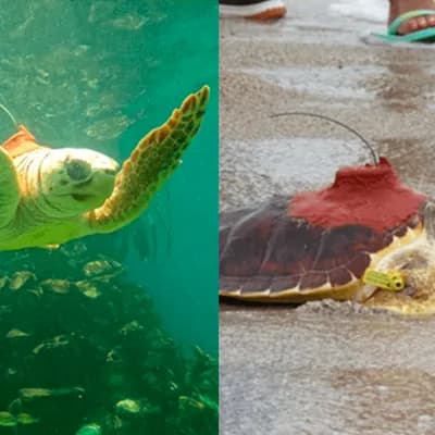 Tortugas marinas desafían las corrientes del Caribe y revelan las amenazas que enfrentan en sus recorridos