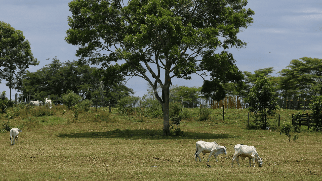 CORPADES denunció presuntas afectaciones a familias campesinas tras explosiones registradas en la vereda Malena, en Puerto López, Antioquia. Créditos: Colprensa