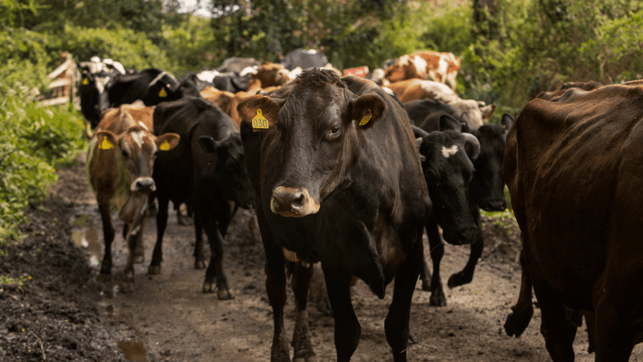 Ley de trazabilidad ganadera ya es una realidad: permitirá rastrear el origen de la carne y combatir la deforestación en Colombia