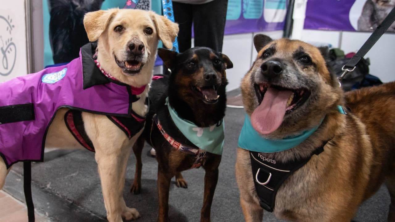 101 perros y gatos rescatados buscarán familia en Expopet: fechas, requisitos y cómo será el proceso de adopción 101 perros y gatos rescatados buscarán familia en Expopet: fechas, requisitos y cómo será el proceso de adopción