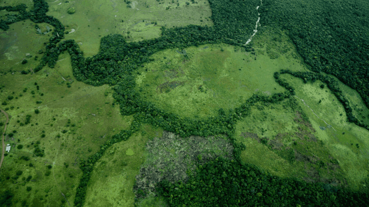 Ley de trazabilidad ganadera: lo que debe saber de la norma que busca detener la deforestación en Colombia Ley de trazabilidad ganadera: lo que debe saber de la norma que busca detener la deforestación en Colombia